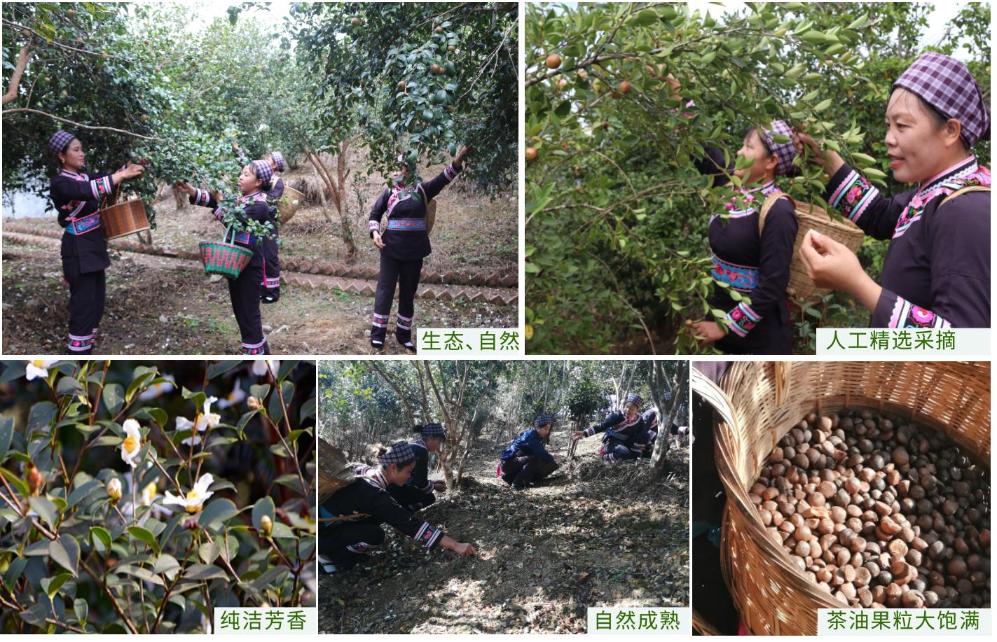 恭城油茶,恭城油茶图片大全,桂林恭城油茶(第10页)_大山谷图库